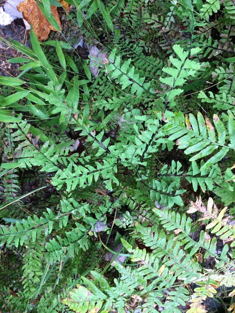 Adiantum viridimontanum, photographed by Étienne Lacroix-Carignan
