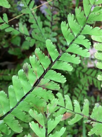 Adiantum viridimontanum, photographed by Étienne Lacroix-Carignan