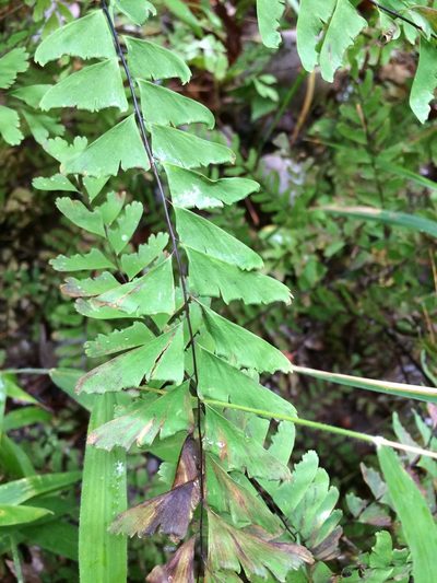 Adiantum viridimontanum, photographed by Étienne Lacroix-Carignan