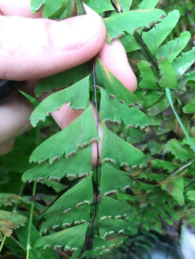 Adiantum viridimontanum, photographed by Étienne Lacroix-Carignan