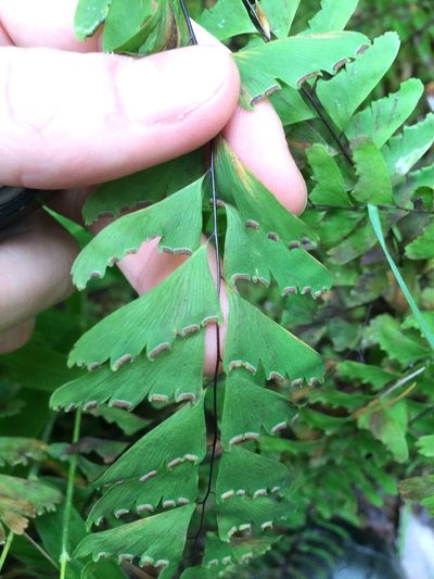 Adiantum viridimontanum, photographed by Étienne Lacroix-Carignan