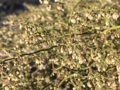 Eriogonum brachypodum, photographed by Matt Berger