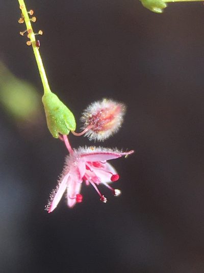 Eriogonum glandulosum, photographed by Matt Berger