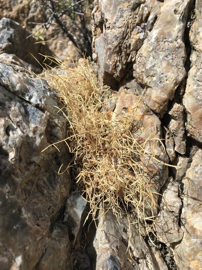 Astragalus panamintensis, photographed by Matt Berger