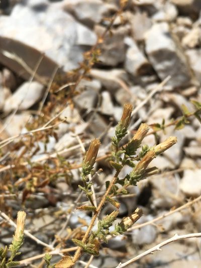 Brickellia microphylla, photographed by Matt Berger