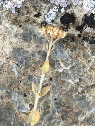 Fendlerella utahensis, photographed by Matt Berger