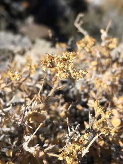 Fendlerella utahensis, photographed by Matt Berger
