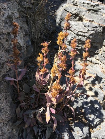 Penstemon calcareus, photographed by Matt Berger