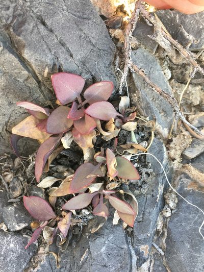 Penstemon calcareus, photographed by Matt Berger