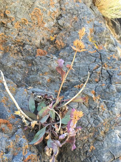 Penstemon calcareus, photographed by Matt Berger