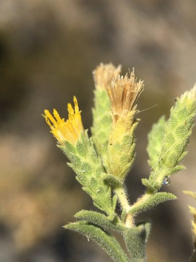 Adiaphila brickellioides, photographed by Matt Berger