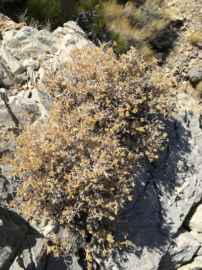 Fendlerella utahensis, photographed by Matt Berger