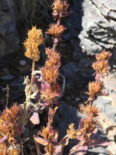 Penstemon calcareus, photographed by Matt Berger