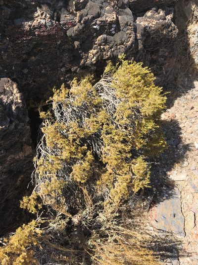 Astragalus panamintensis, photographed by Matt Berger