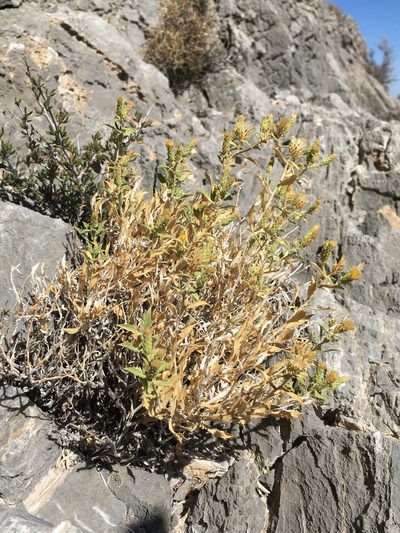 Adiaphila brickellioides, photographed by Matt Berger