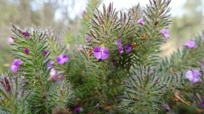 Muraltia ciliaris, photographed by Paul Emms