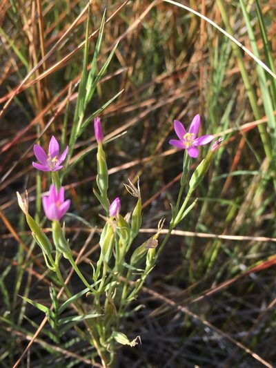 Zeltnera exaltata, photographed by Matt Berger