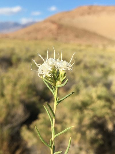 Ericameria albida, photographed by Matt Berger