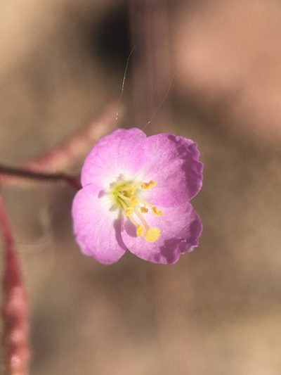 Chylismia heterochroma, photographed by Matt Berger