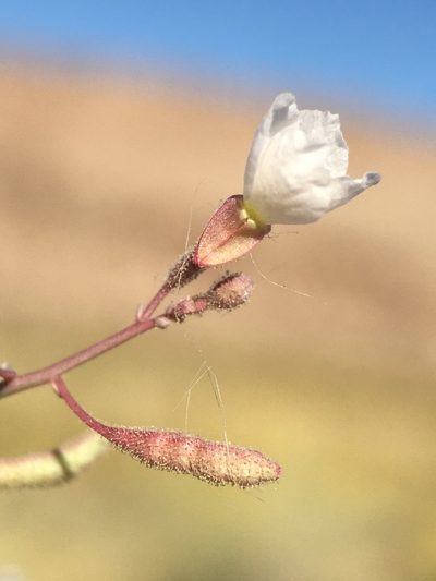 Chylismia heterochroma, photographed by Matt Berger
