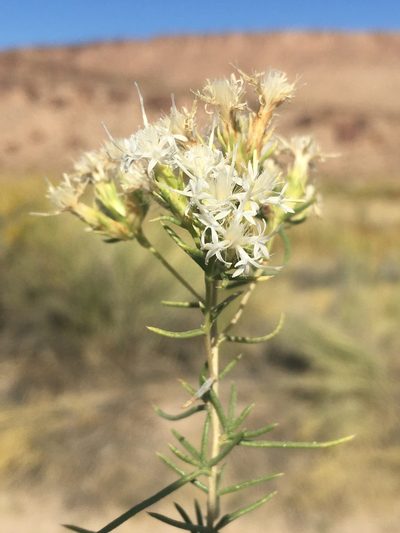 Ericameria albida, photographed by Matt Berger