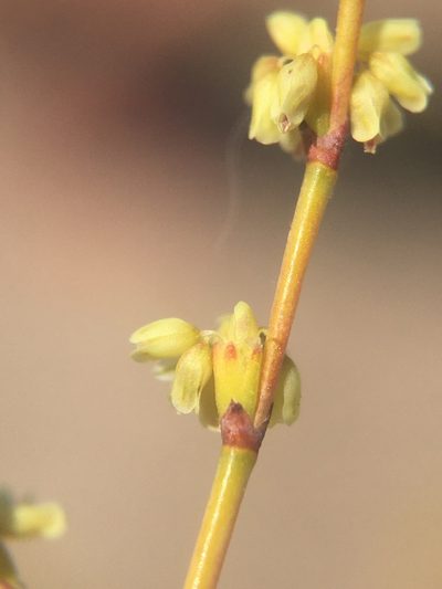 Eriogonum brachyanthum, photographed by Matt Berger