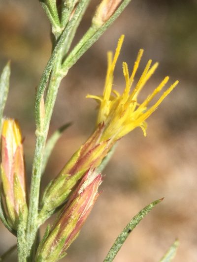 Ericameria parryi, photographed by Matt Berger