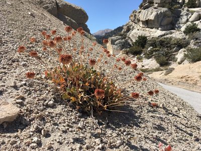 Eriogonum latens, photographed by Matt Berger