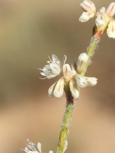 Eriogonum baileyi, photographed by Matt Berger