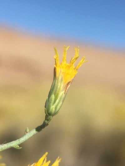 Leucosyris carnosa, photographed by Matt Berger