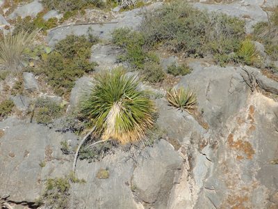 Dasylirion acrotrichum, photographed by Jose Antonio Aranda Pineda