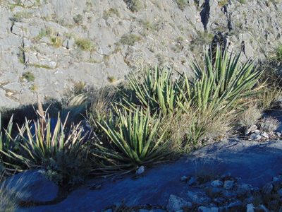 Agave albomarginata, photographed by Jose Antonio Aranda Pineda