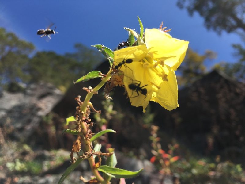 Oenothera argillicola, photographed by Bonnie Isaac