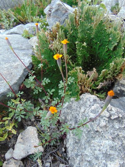 Tagetes moorei, photographed by Jose Antonio Aranda Pineda