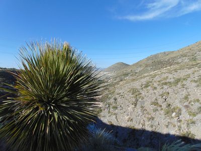 Dasylirion acrotrichum, photographed by Jose Antonio Aranda Pineda