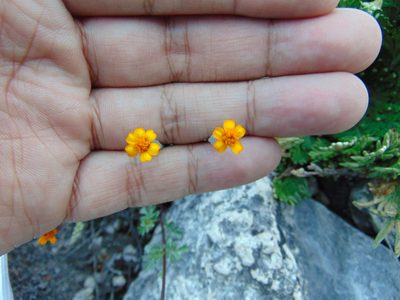Tagetes moorei, photographed by Jose Antonio Aranda Pineda