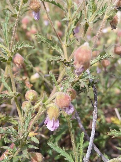 Hermannia heterophylla, photographed by Jacques van der Merwe