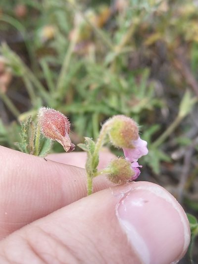 Hermannia heterophylla, photographed by Jacques van der Merwe