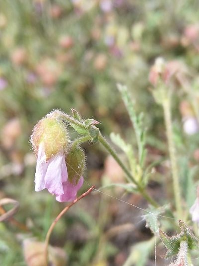 Hermannia heterophylla, photographed by Jacques van der Merwe