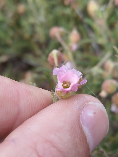 Hermannia heterophylla, photographed by Jacques van der Merwe
