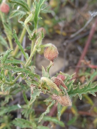 Hermannia heterophylla, photographed by Jacques van der Merwe