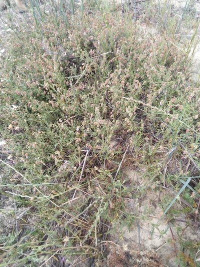 Hermannia heterophylla, photographed by Jacques van der Merwe