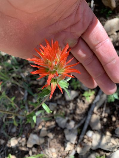 Castilleja wootonii, photographed by CK2AZ