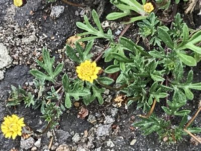 Tridax coronopifolia, photographed by Cliff Tyllick