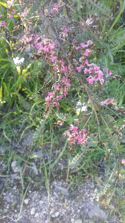 Indigofera adesmiifolia, photographed by Matthew Lincoln