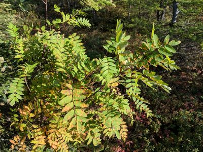 Sorbus decora, photographed by Tyler Smith