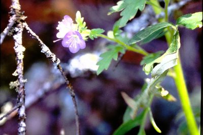 Phacelia franklinii, photographed by Allan Harris