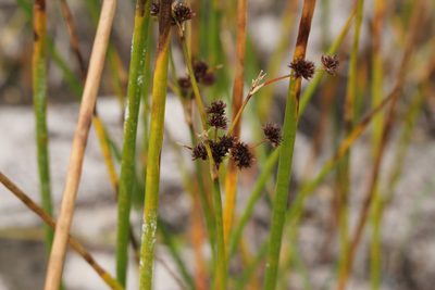 Juncus militaris, photographed by Quinten Wiegersma