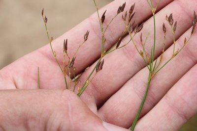 Juncus pelocarpus, photographed by Quinten Wiegersma