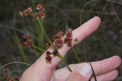 Juncus canadensis, photographed by Quinten Wiegersma